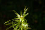 Brazilian waterweed